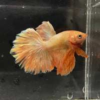 the-fish-farm Premium Male Betta Orange Dragon Premium Male Betta - One Only - 2 Buy Orange Dragon Male Bettas at The Fish Farm Australia