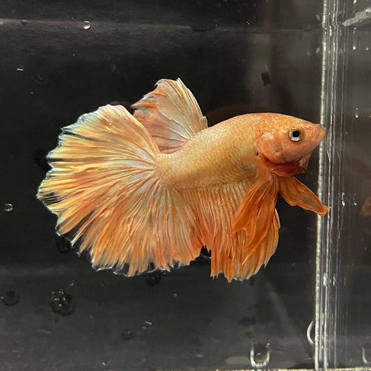 the-fish-farm Premium Male Betta Orange Dragon Premium Male Betta - One Only - 2 Buy Orange Dragon Male Bettas at The Fish Farm Australia