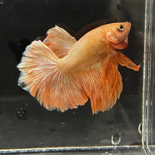 the-fish-farm Premium Male Betta Orange Dragon Premium Male Betta - One Only - 2 Buy Orange Dragon Male Bettas at The Fish Farm Australia