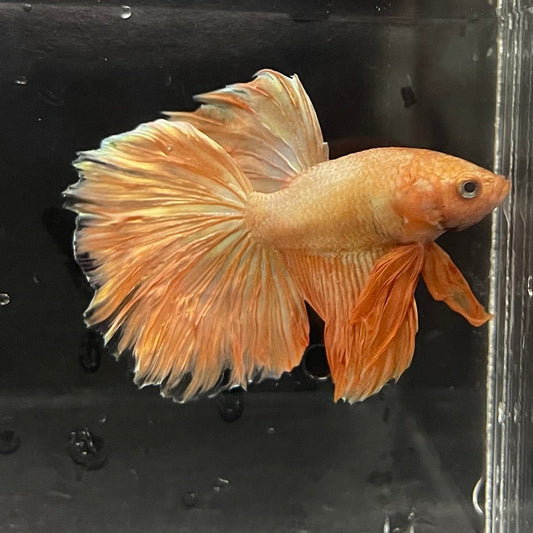the-fish-farm Premium Male Betta Orange Dragon Premium Male Betta - One Only - 2 Buy Orange Dragon Male Bettas at The Fish Farm Australia