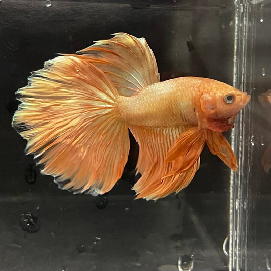 the-fish-farm Premium Male Betta Orange Dragon Premium Male Betta - One Only - 2 Buy Orange Dragon Male Bettas at The Fish Farm Australia