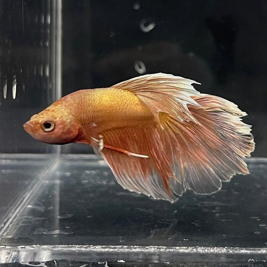 the-fish-farm Premium Male Betta Orange Dragon Premium Male Betta - One Only - 3 Buy Orange Dragon Male Bettas at The Fish Farm Australia