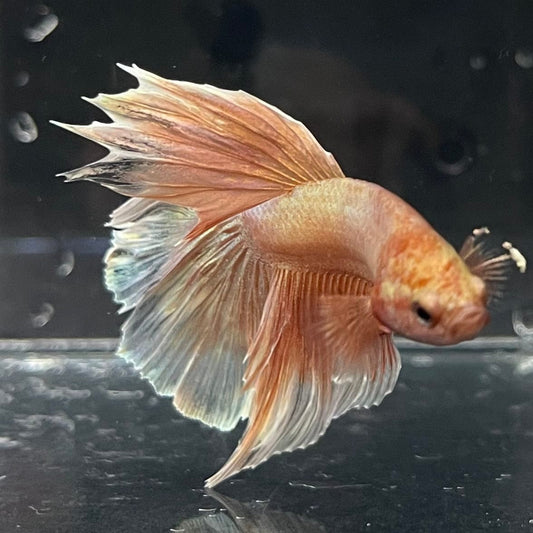 the-fish-farm Premium Male Betta Orange Dragon Premium Male Betta - One Only - 3 Buy Orange Dragon Male Bettas at The Fish Farm Australia