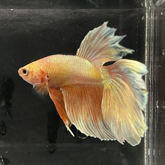 the-fish-farm Premium Male Betta Orange Dragon Premium Male Betta - One Only - 3 Buy Orange Dragon Male Bettas at The Fish Farm Australia