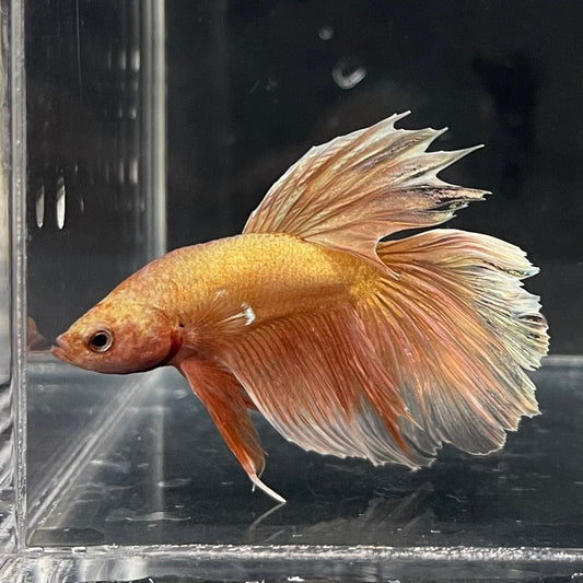 the-fish-farm Premium Male Betta Orange Dragon Premium Male Betta - One Only - 3 Buy Orange Dragon Male Bettas at The Fish Farm Australia