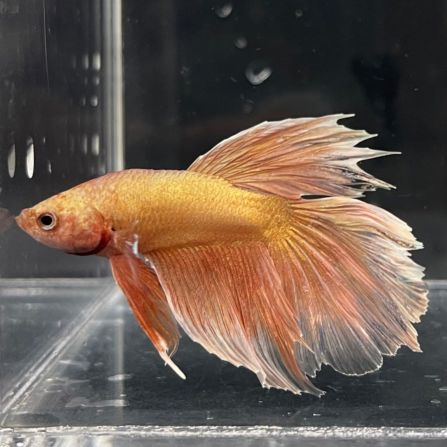 the-fish-farm Premium Male Betta Orange Dragon Premium Male Betta - One Only - 3 Buy Orange Dragon Male Bettas at The Fish Farm Australia