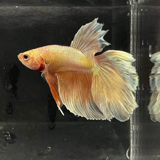 the-fish-farm Premium Male Betta Orange Dragon Premium Male Betta - One Only - 3 Buy Orange Dragon Male Bettas at The Fish Farm Australia