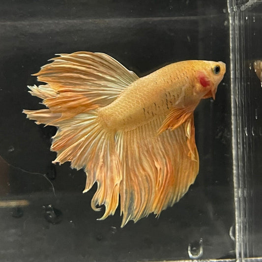 the-fish-farm Premium Male Betta Orange Dragon Premium Male Betta - One Only - 4 Buy Orange Dragon Male Bettas at The Fish Farm Australia