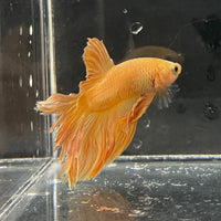 the-fish-farm Premium Male Betta Orange Dragon Premium Male Betta - One Only - 4 Buy Orange Dragon Male Bettas at The Fish Farm Australia