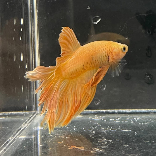 the-fish-farm Premium Male Betta Orange Dragon Premium Male Betta - One Only - 4 Buy Orange Dragon Male Bettas at The Fish Farm Australia