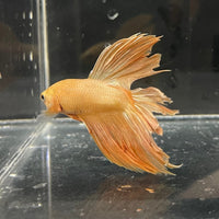 the-fish-farm Premium Male Betta Orange Dragon Premium Male Betta - One Only - 4 Buy Orange Dragon Male Bettas at The Fish Farm Australia