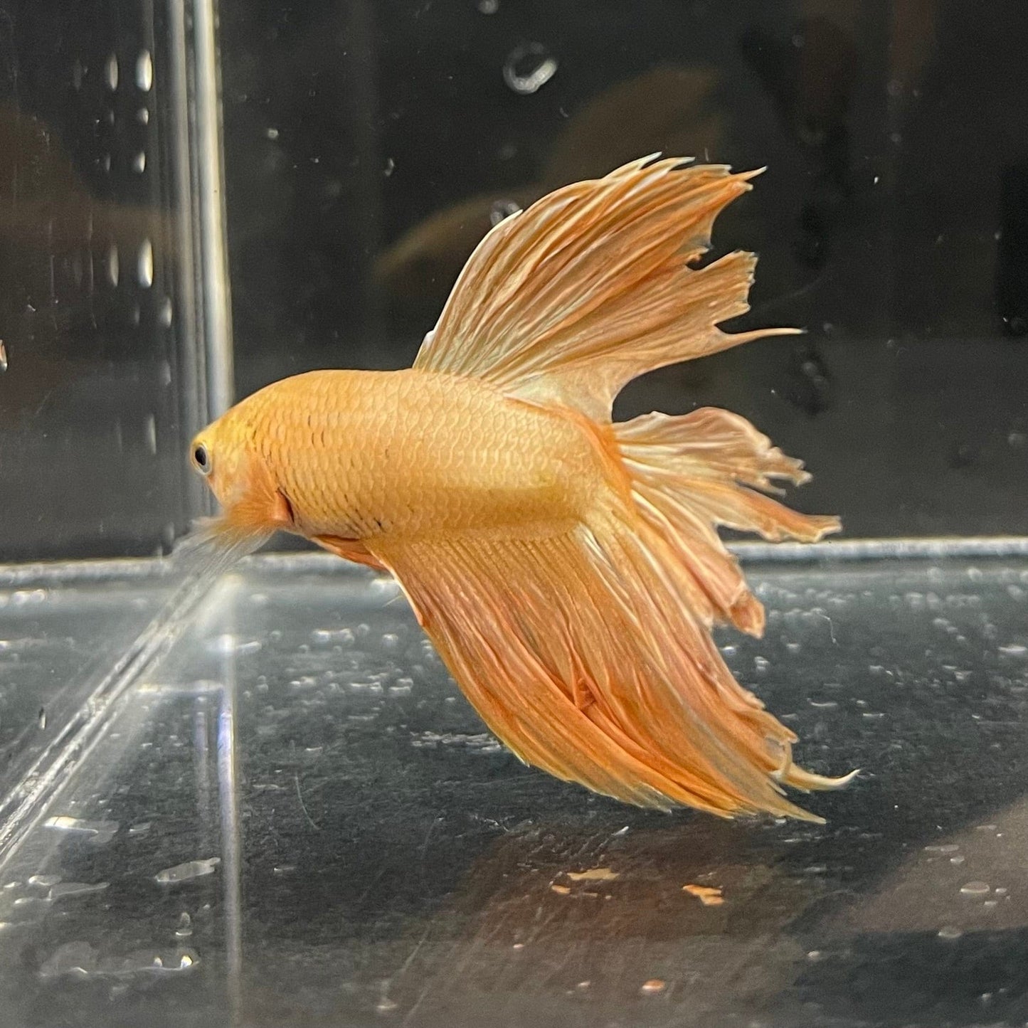 the-fish-farm Premium Male Betta Orange Dragon Premium Male Betta - One Only - 4 Buy Orange Dragon Male Bettas at The Fish Farm Australia