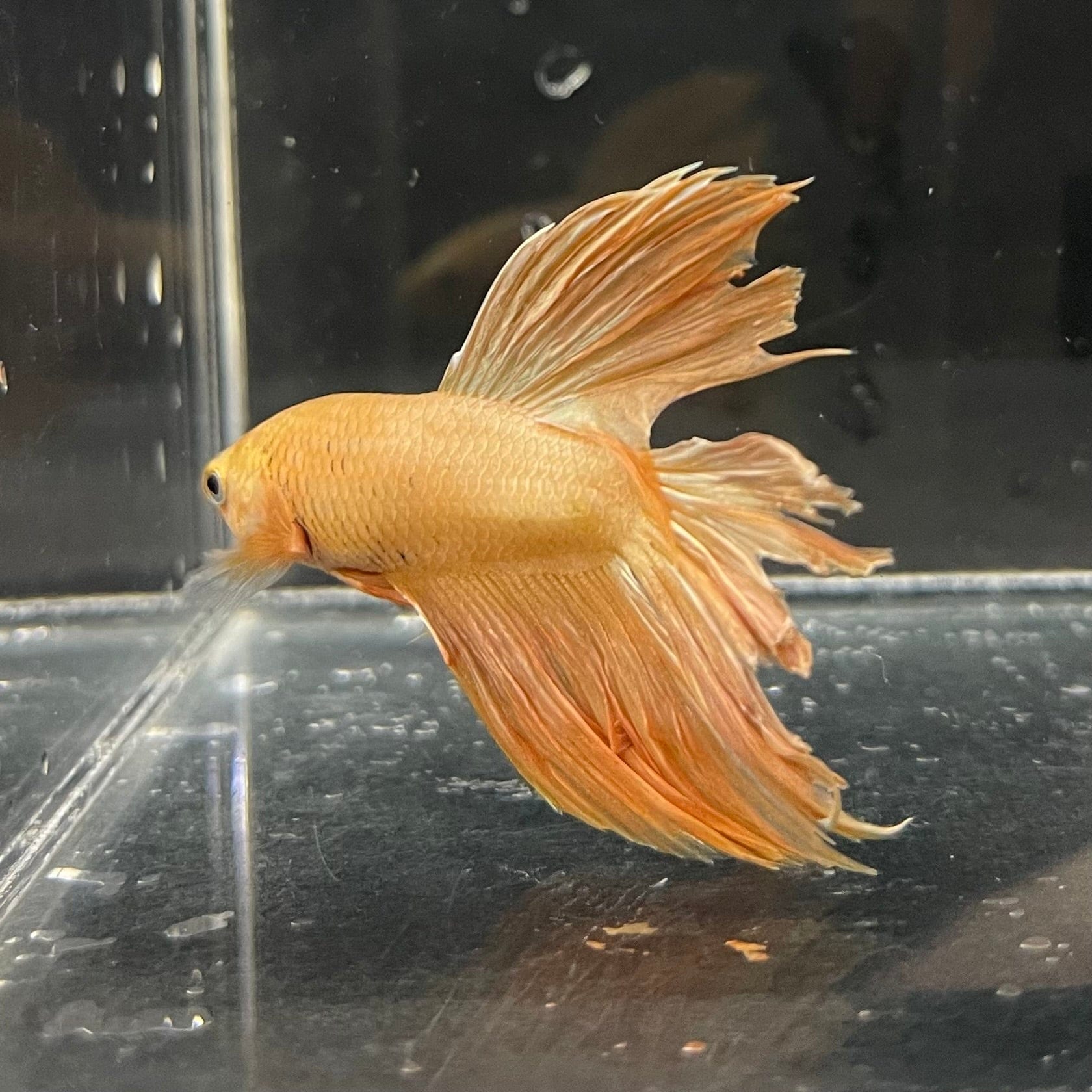 the-fish-farm Premium Male Betta Orange Dragon Premium Male Betta - One Only - 4 Buy Orange Dragon Male Bettas at The Fish Farm Australia