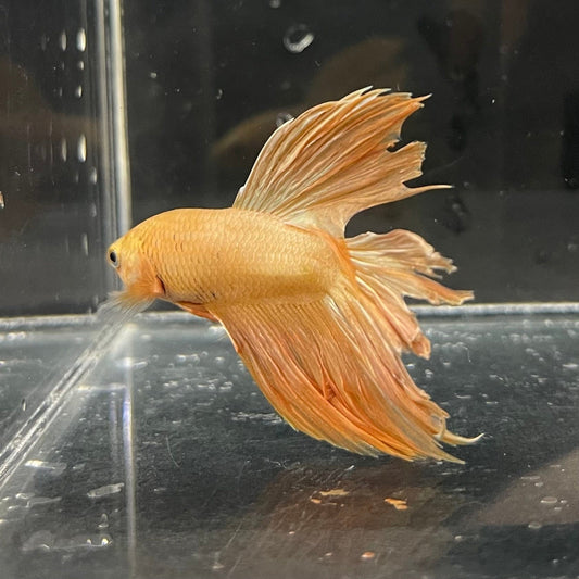 the-fish-farm Premium Male Betta Orange Dragon Premium Male Betta - One Only - 4 Buy Orange Dragon Male Bettas at The Fish Farm Australia