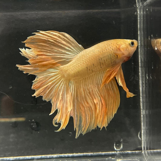 the-fish-farm Premium Male Betta Orange Dragon Premium Male Betta - One Only - 4 Buy Orange Dragon Male Bettas at The Fish Farm Australia