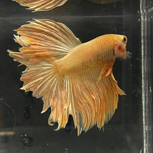 the-fish-farm Premium Male Betta Orange Dragon Premium Male Betta - One Only - 4 Buy Orange Dragon Male Bettas at The Fish Farm Australia