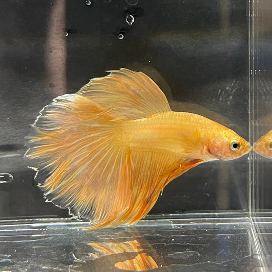 the-fish-farm Premium Male Betta Orange Dragon Premium Male Betta - One Only - 6 Buy Orange Dragon Male Bettas at The Fish Farm Australia