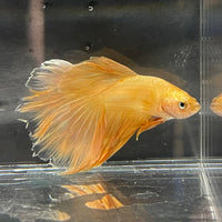 the-fish-farm Premium Male Betta Orange Dragon Premium Male Betta - One Only - 6 Buy Orange Dragon Male Bettas at The Fish Farm Australia