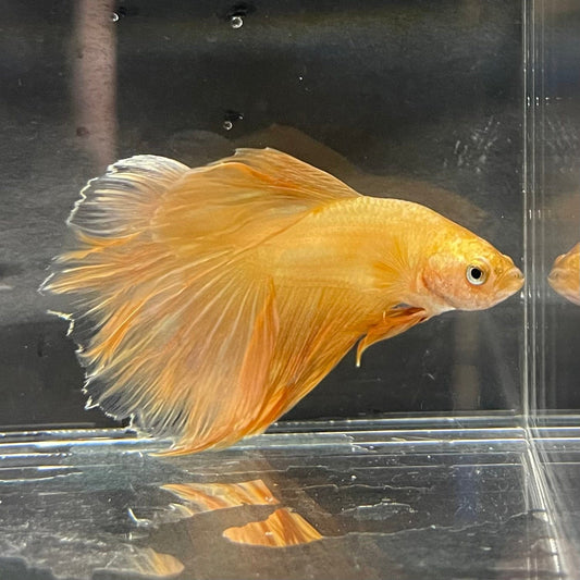 the-fish-farm Premium Male Betta Orange Dragon Premium Male Betta - One Only - 6 Buy Orange Dragon Male Bettas at The Fish Farm Australia