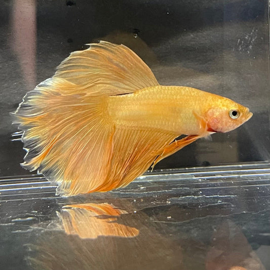 the-fish-farm Premium Male Betta Orange Dragon Premium Male Betta - One Only - 6 Buy Orange Dragon Male Bettas at The Fish Farm Australia