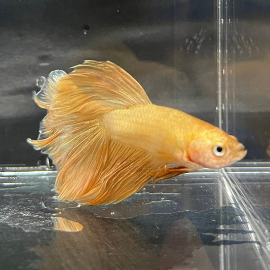 the-fish-farm Premium Male Betta Orange Dragon Premium Male Betta - One Only - 6 Buy Orange Dragon Male Bettas at The Fish Farm Australia