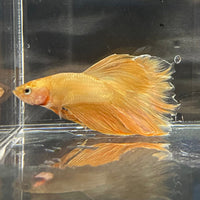 the-fish-farm Premium Male Betta Orange Dragon Premium Male Betta - One Only - 6 Buy Orange Dragon Male Bettas at The Fish Farm Australia