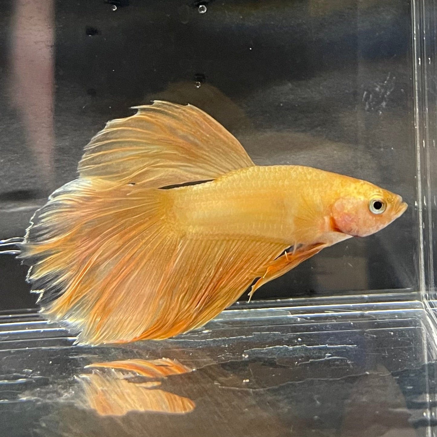 the-fish-farm Premium Male Betta Orange Dragon Premium Male Betta - One Only - 6 Buy Orange Dragon Male Bettas at The Fish Farm Australia