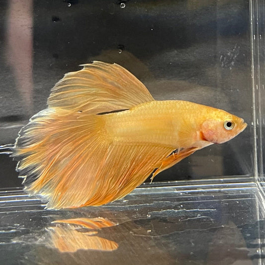 the-fish-farm Premium Male Betta Orange Dragon Premium Male Betta - One Only - 6 Buy Orange Dragon Male Bettas at The Fish Farm Australia