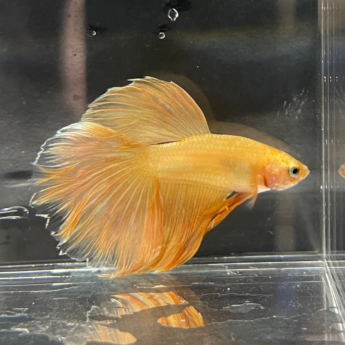 the-fish-farm Premium Male Betta Orange Dragon Premium Male Betta - One Only - 6 Buy Orange Dragon Male Bettas at The Fish Farm Australia