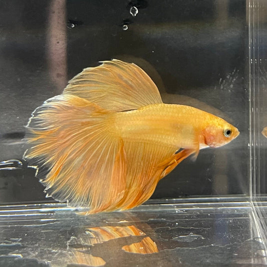 the-fish-farm Premium Male Betta Orange Dragon Premium Male Betta - One Only - 6 Buy Orange Dragon Male Bettas at The Fish Farm Australia