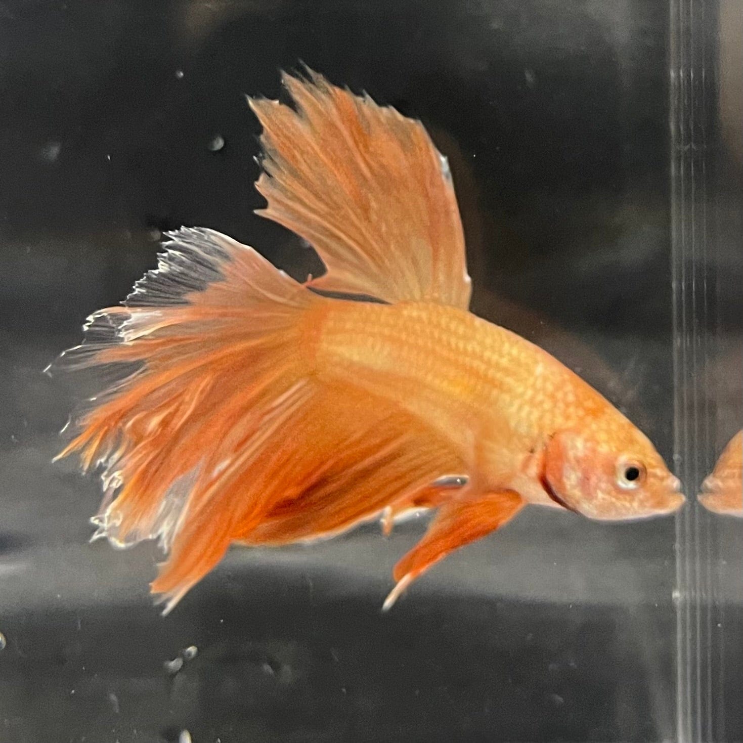 the-fish-farm Premium Male Betta Orange Dragon Premium Male Betta - One Only - 7 Buy Orange Dragon Male Bettas at The Fish Farm Australia