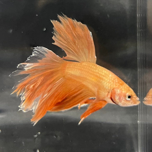 the-fish-farm Premium Male Betta Orange Dragon Premium Male Betta - One Only - 7 Buy Orange Dragon Male Bettas at The Fish Farm Australia