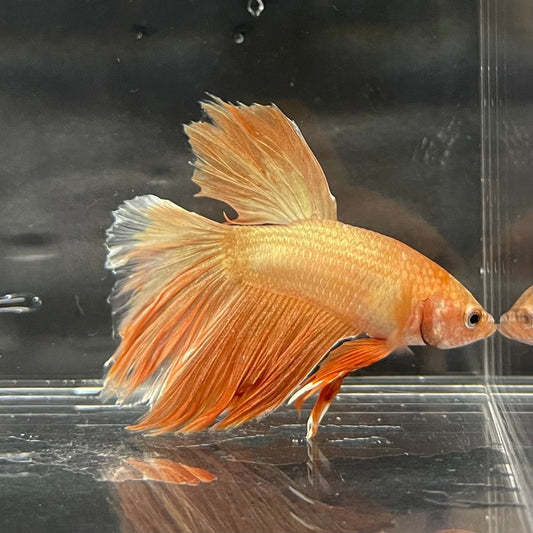 the-fish-farm Premium Male Betta Orange Dragon Premium Male Betta - One Only - 7 Buy Orange Dragon Male Bettas at The Fish Farm Australia