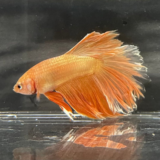 the-fish-farm Premium Male Betta Orange Dragon Premium Male Betta - One Only - 7 Buy Orange Dragon Male Bettas at The Fish Farm Australia