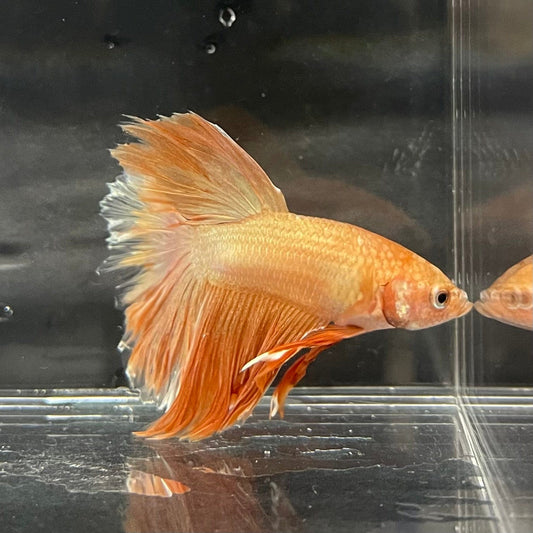 the-fish-farm Premium Male Betta Orange Dragon Premium Male Betta - One Only - 7 Buy Orange Dragon Male Bettas at The Fish Farm Australia