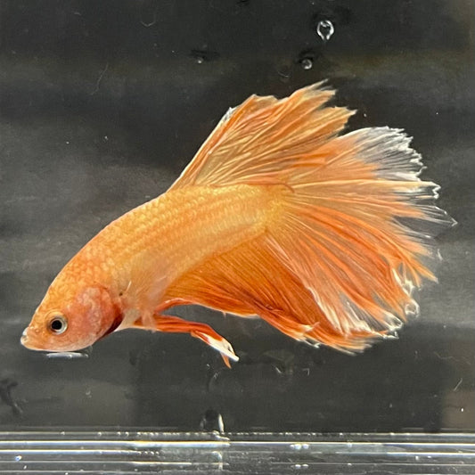 the-fish-farm Premium Male Betta Orange Dragon Premium Male Betta - One Only - 7 Buy Orange Dragon Male Bettas at The Fish Farm Australia