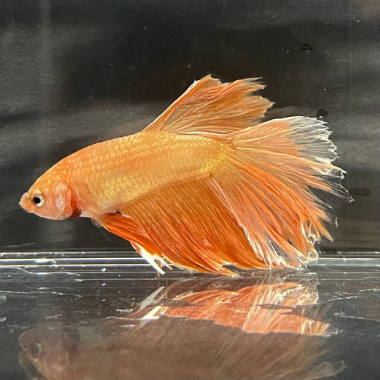 the-fish-farm Premium Male Betta Orange Dragon Premium Male Betta - One Only - 7 Buy Orange Dragon Male Bettas at The Fish Farm Australia