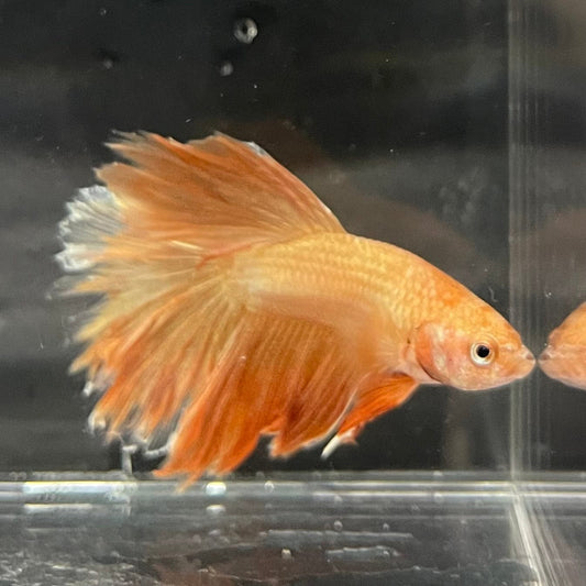 the-fish-farm Premium Male Betta Orange Dragon Premium Male Betta - One Only - 7 Buy Orange Dragon Male Bettas at The Fish Farm Australia
