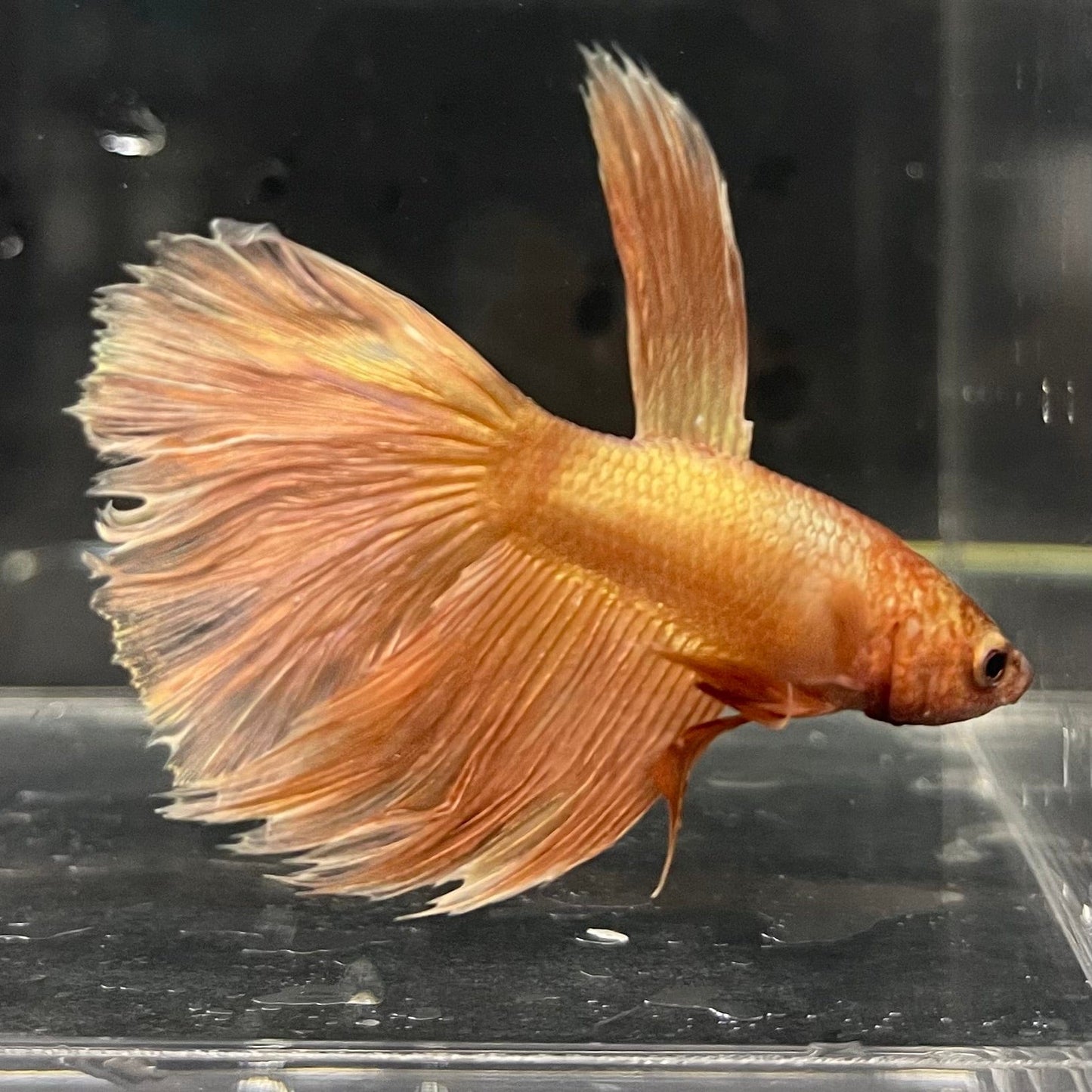 the-fish-farm Premium Male Betta Orange Dragon Premium Male Betta - One Only - 9 Buy Orange Dragon Male Bettas at The Fish Farm Australia