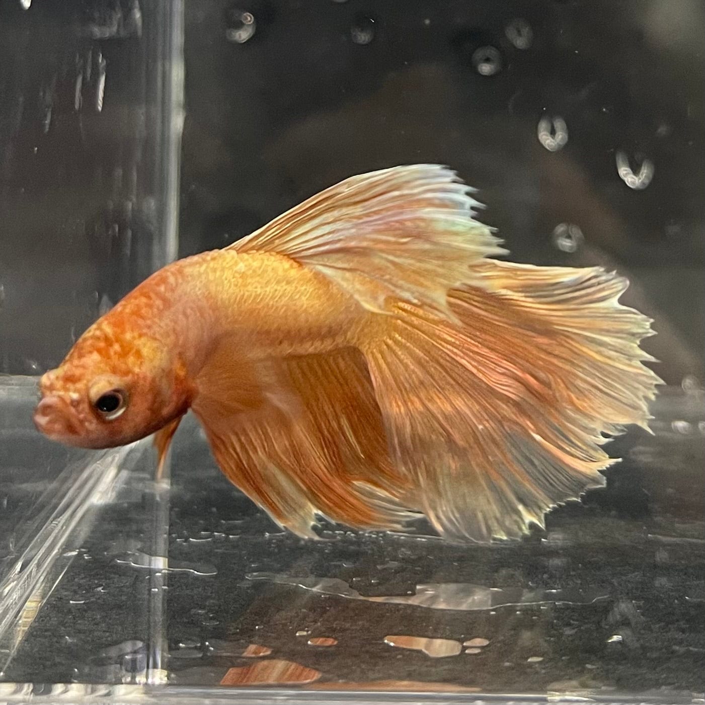 the-fish-farm Premium Male Betta Orange Dragon Premium Male Betta - One Only - 9 Buy Orange Dragon Male Bettas at The Fish Farm Australia