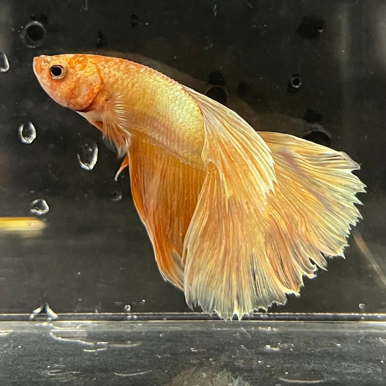 the-fish-farm Premium Male Betta Orange Dragon Premium Male Betta - One Only - 9 Buy Orange Dragon Male Bettas at The Fish Farm Australia
