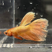the-fish-farm Premium Male Betta Orange Dragon Premium Male Betta - One Only - 9 Buy Orange Dragon Male Bettas at The Fish Farm Australia