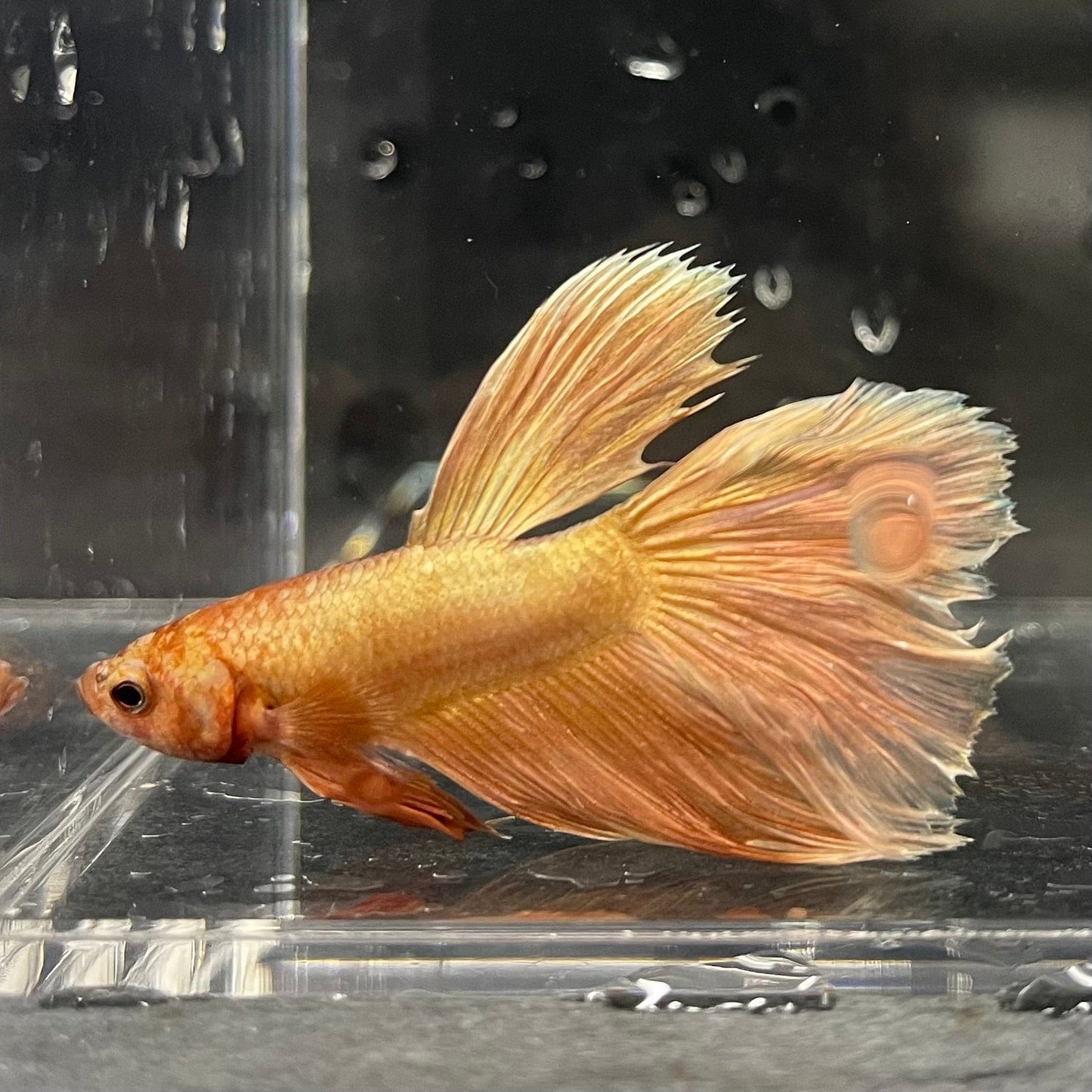 the-fish-farm Premium Male Betta Orange Dragon Premium Male Betta - One Only - 9 Buy Orange Dragon Male Bettas at The Fish Farm Australia