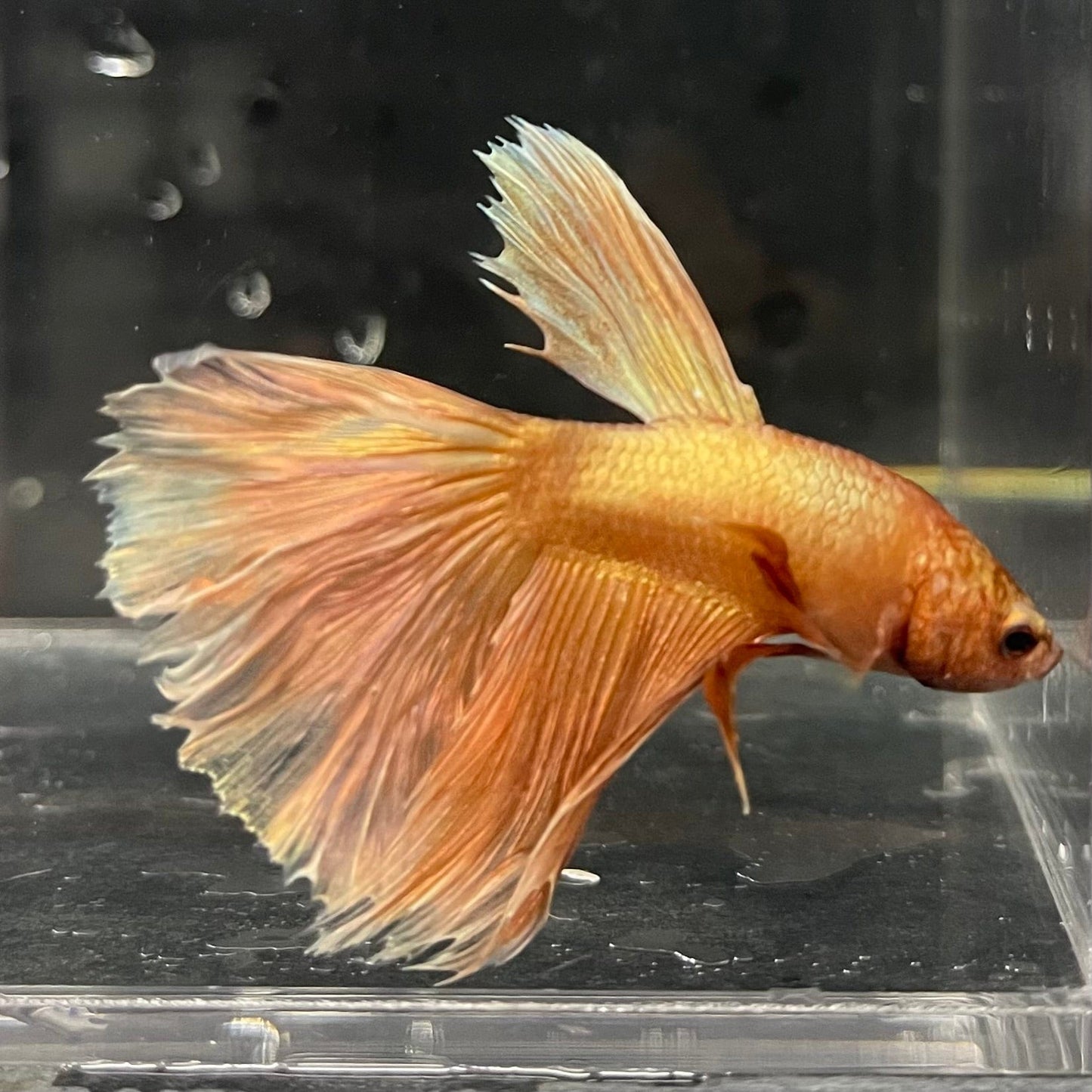 the-fish-farm Premium Male Betta Orange Dragon Premium Male Betta - One Only - 9 Buy Orange Dragon Male Bettas at The Fish Farm Australia