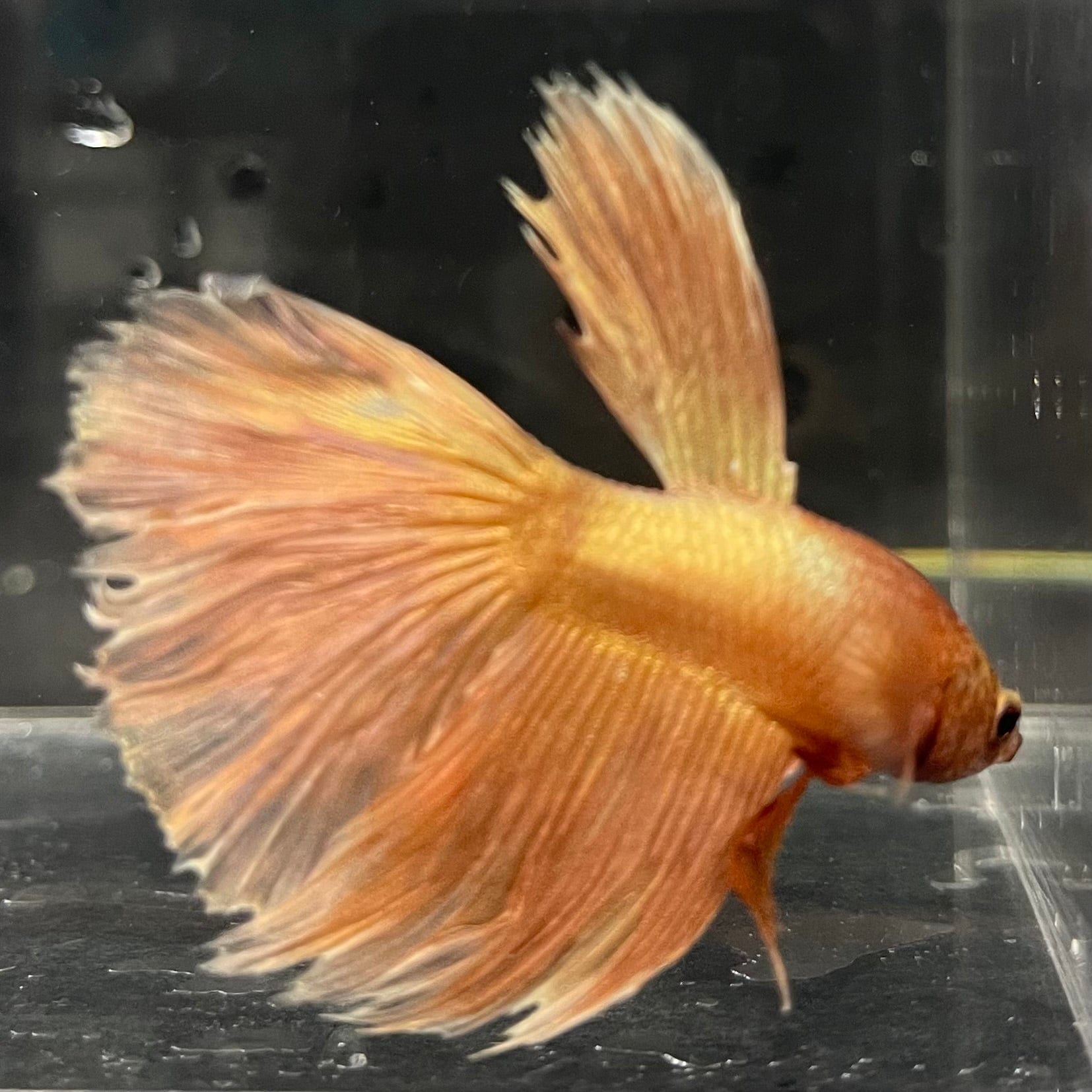 the-fish-farm Premium Male Betta Orange Dragon Premium Male Betta - One Only - 9 Buy Orange Dragon Male Bettas at The Fish Farm Australia