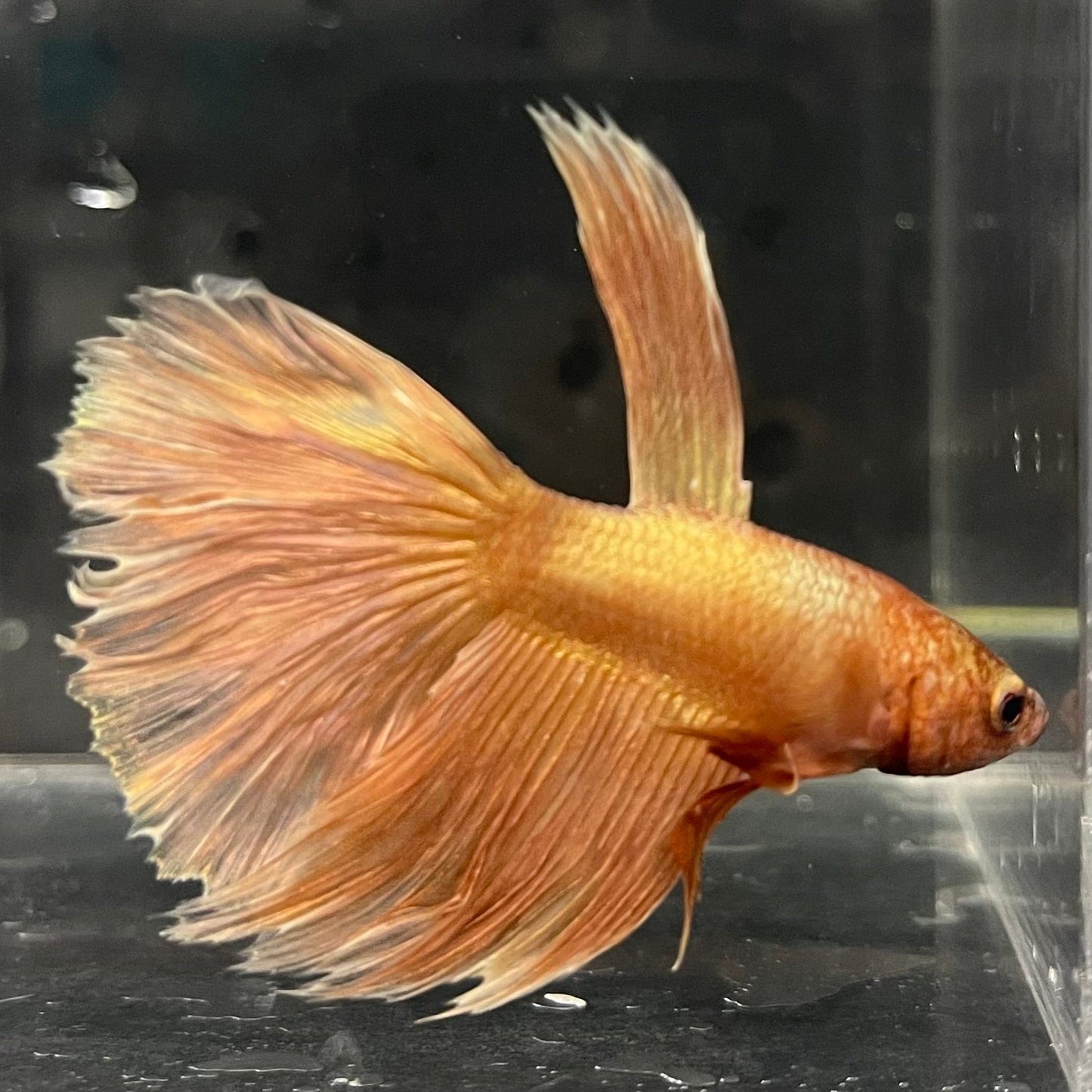 the-fish-farm Premium Male Betta Orange Dragon Premium Male Betta - One Only - 9 Buy Orange Dragon Male Bettas at The Fish Farm Australia