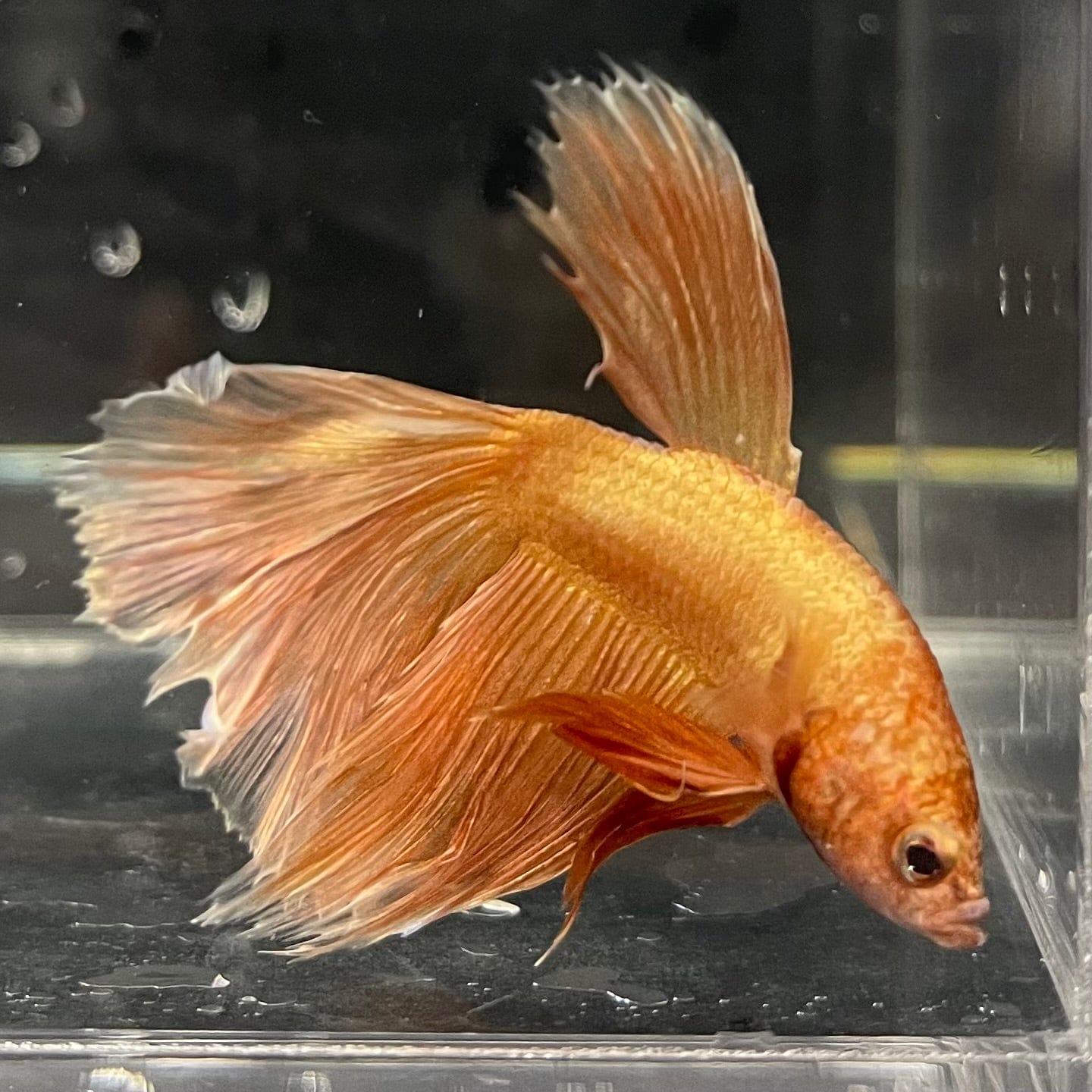 the-fish-farm Premium Male Betta Orange Dragon Premium Male Betta - One Only - 9 Buy Orange Dragon Male Bettas at The Fish Farm Australia