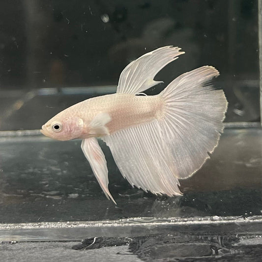 the-fish-farm Premium Male Betta Platinum Halfmoon Premium Male Betta - One Only - 1 Choose from our range of Platinum Male Betta - The Fish Farm Australia