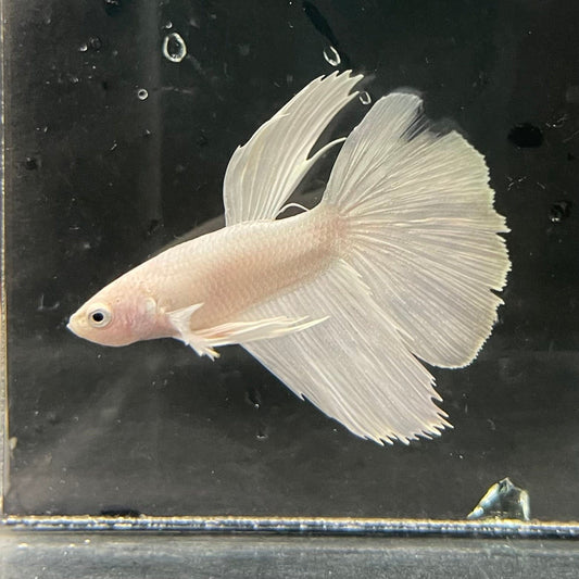 the-fish-farm Premium Male Betta Platinum Halfmoon Premium Male Betta - One Only - 1 Choose from our range of Platinum Male Betta - The Fish Farm Australia
