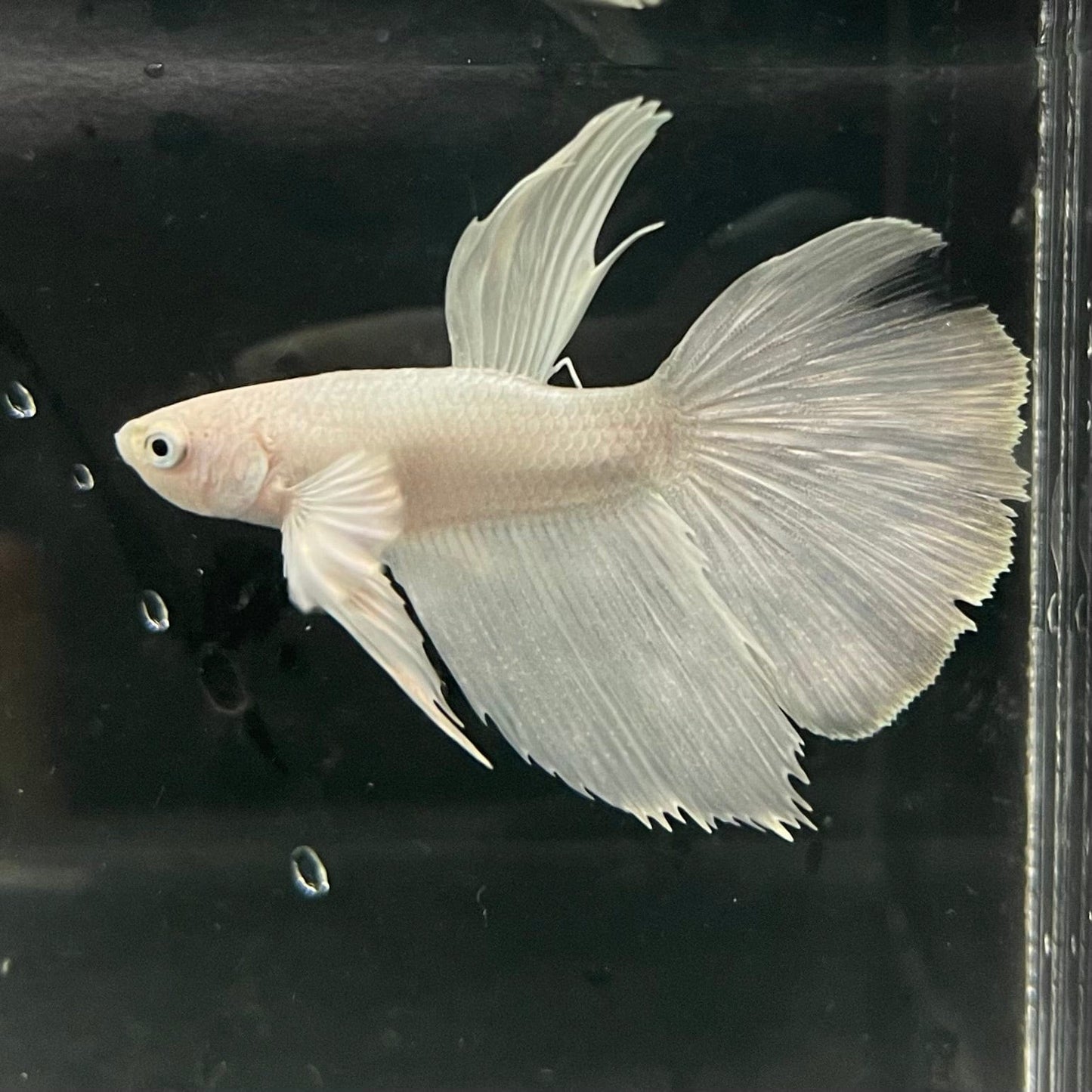 the-fish-farm Premium Male Betta Platinum Halfmoon Premium Male Betta - One Only - 1 Choose from our range of Platinum Male Betta - The Fish Farm Australia